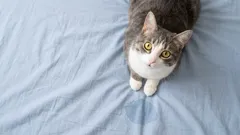 Katzensabotage: Warum deine Katze ins Bett macht – und wie du es stoppst